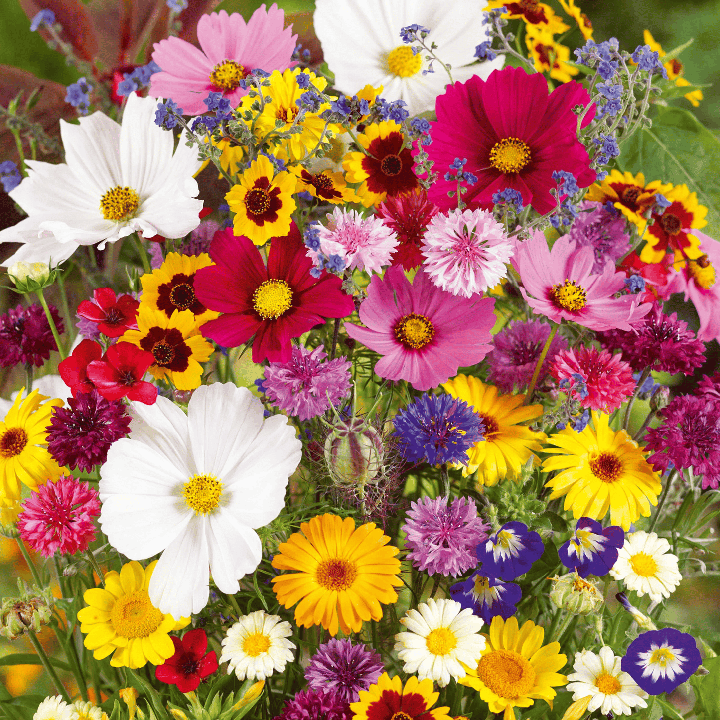 NordicBloom™ – Vibrant Flower Mix with Over 60 Varieties (1000 Seeds)