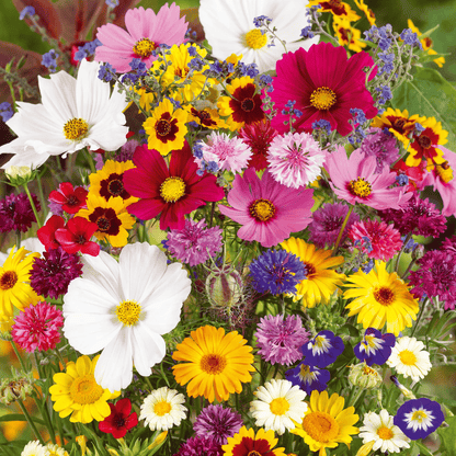 NordicBloom™ – Vibrant Flower Mix with Over 60 Varieties (1000 Seeds)
