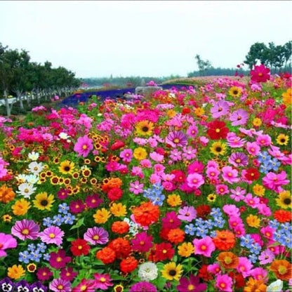 NordicBloom™ – Vibrant Flower Mix with Over 60 Varieties (1000 Seeds)