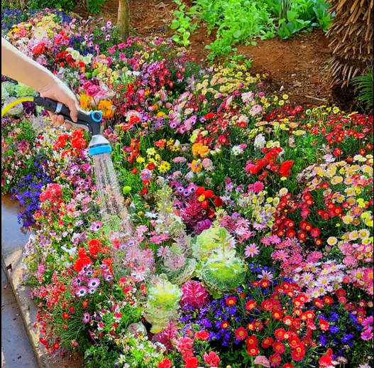 NordicBloom™ – Vibrant Flower Mix with Over 60 Varieties (1000 Seeds)