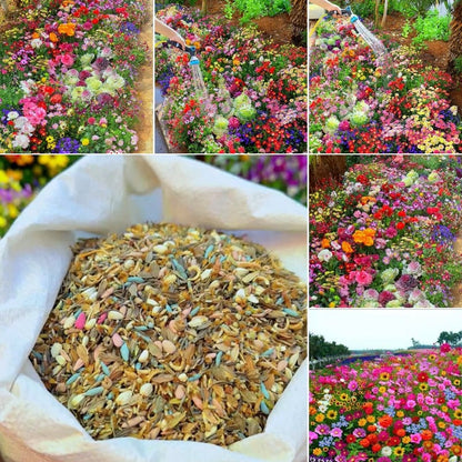 NordicBloom™ – Vibrant Flower Mix with Over 60 Varieties (1000 Seeds)