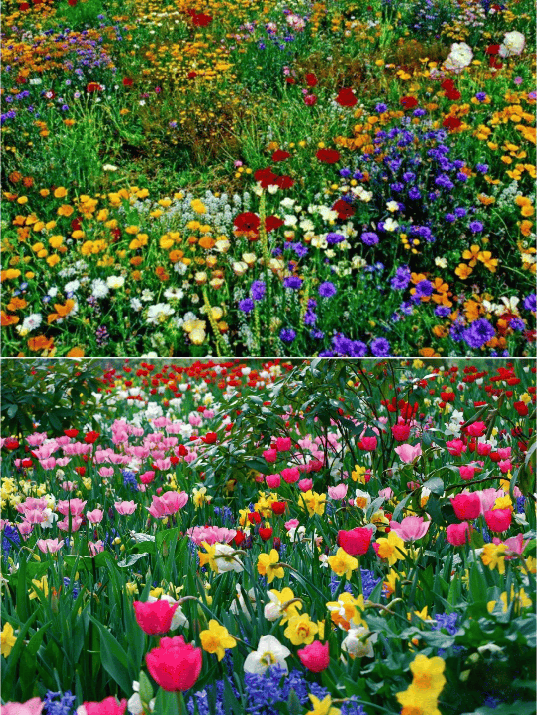 NordicBloom™ – Vibrant Flower Mix with Over 60 Varieties (1000 Seeds)