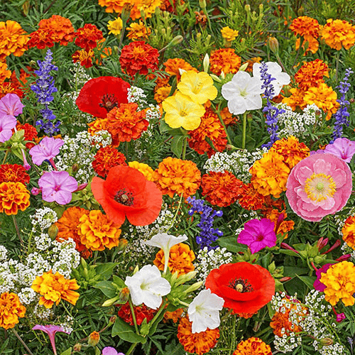 NordicBloom™ – Vibrant Flower Mix with Over 60 Varieties (1000 Seeds)